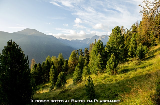 il bosco sotto al baitel da plascianet 