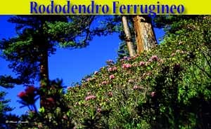 Rododendro Ferruggineo