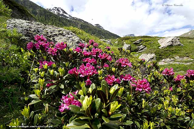 Flora di Livigno - Rododendro ferrugineo - Rhododendron ferrugineum 