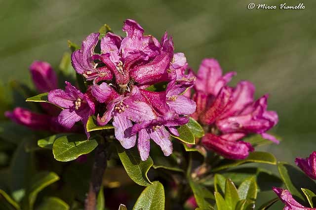 Flora di Livigno - Rododendro ferrugineo - Rhododendron ferrugineum 