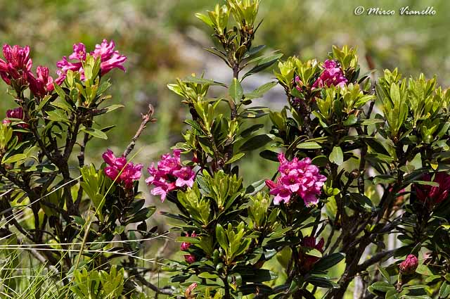 Flora di Livigno - Rododendro ferrugineo - Rhododendron ferrugineum 