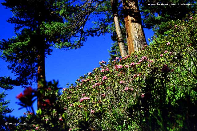 Flora di Livigno - Rododendro ferrugineo - Rhododendron ferrugineum 