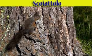 Scoiattolo - Sciurus vulgaris 