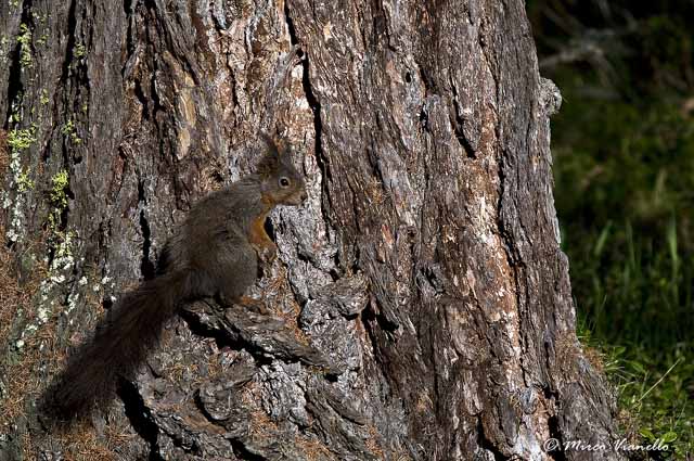 Fauna di Livigno - Scoiattolo - Sciurus vulgaris - mimetizzato con la corteccia