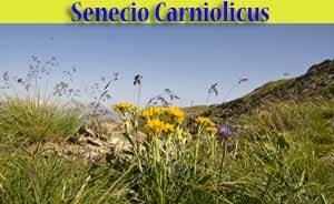 Senecio carniolicus