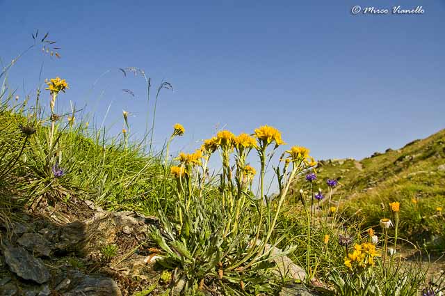 Flora di Livigno - Senecio della Carnia - Senecio carniolicus 