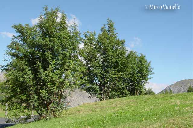 Flora di Livigno: Alberi - Sorbo degli uccellatori - Sorbus aucuparia L. 