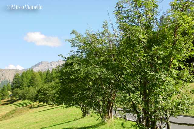 Flora di Livigno: Alberi - Sorbo degli uccellatori - Sorbus aucuparia L. 