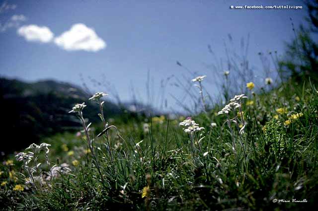 Flora di Livigno - Stella alpina - edelweiss - Leontopodium alpinum 