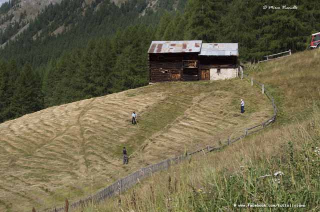 Livigno - Territorio - raccolta del foraggio a mano e su pendii aspri Livigno - Territorio - coltivazione dei prati