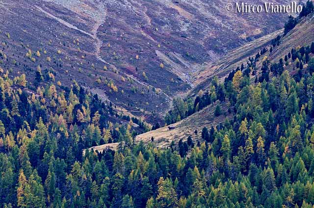Livigno - a fatica l'uomo nel territorio Livigno - Territorio - conquista da parte dell'uomo