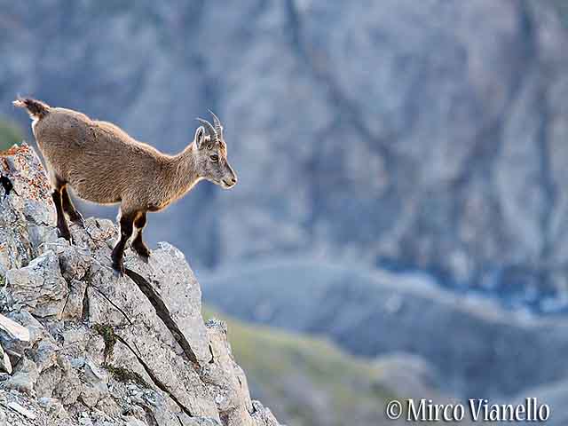 Femmina di Stambecco - sullo sfondo il sentiero di Val Saliente