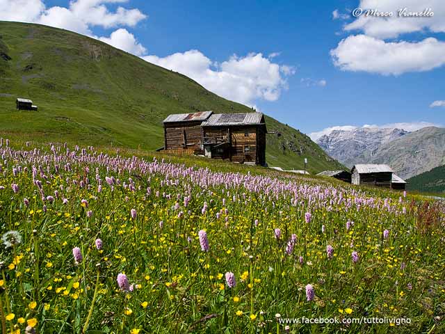 Vallaccia prima dello sfalcio