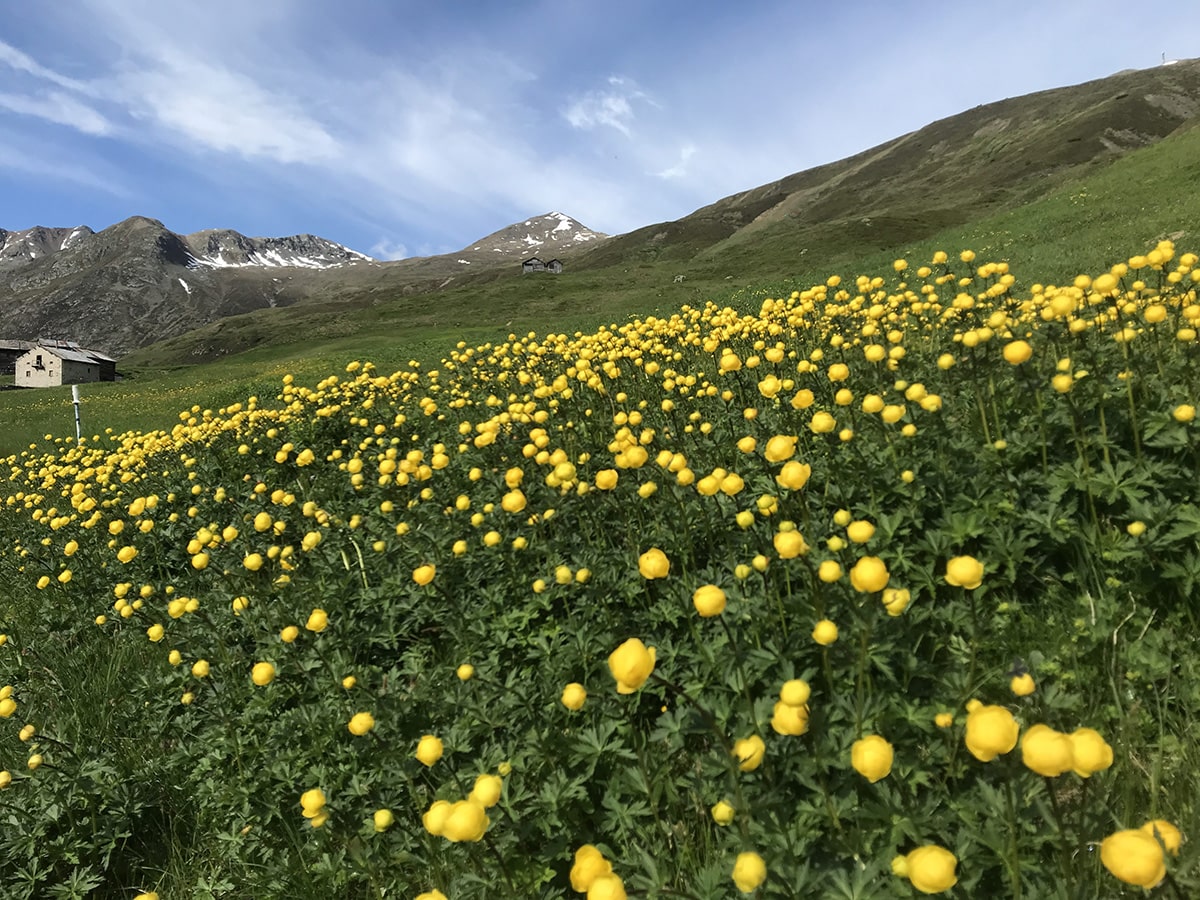 Vallaccia - fioritura di Botton d'Or
