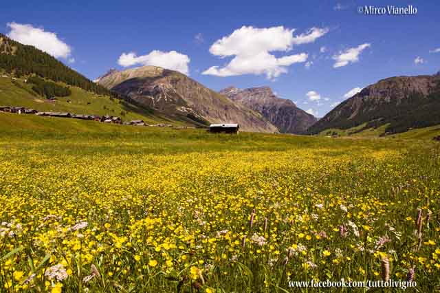Valle di Livigno in fioritura