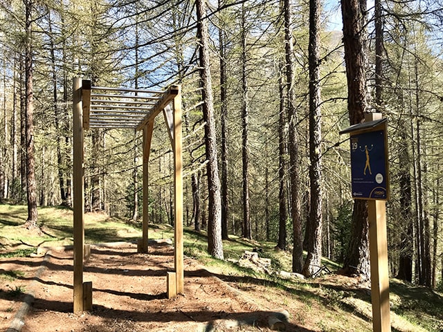 nuovamente nel bosco