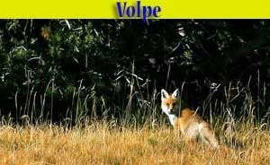 Volpe - Vulpes vulpes