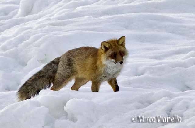 Fauna di Livigno - Volpe rossa - Vulpes vulpes - in pieno inverno