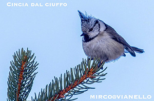 Cincia dal ciuffo a Livigno